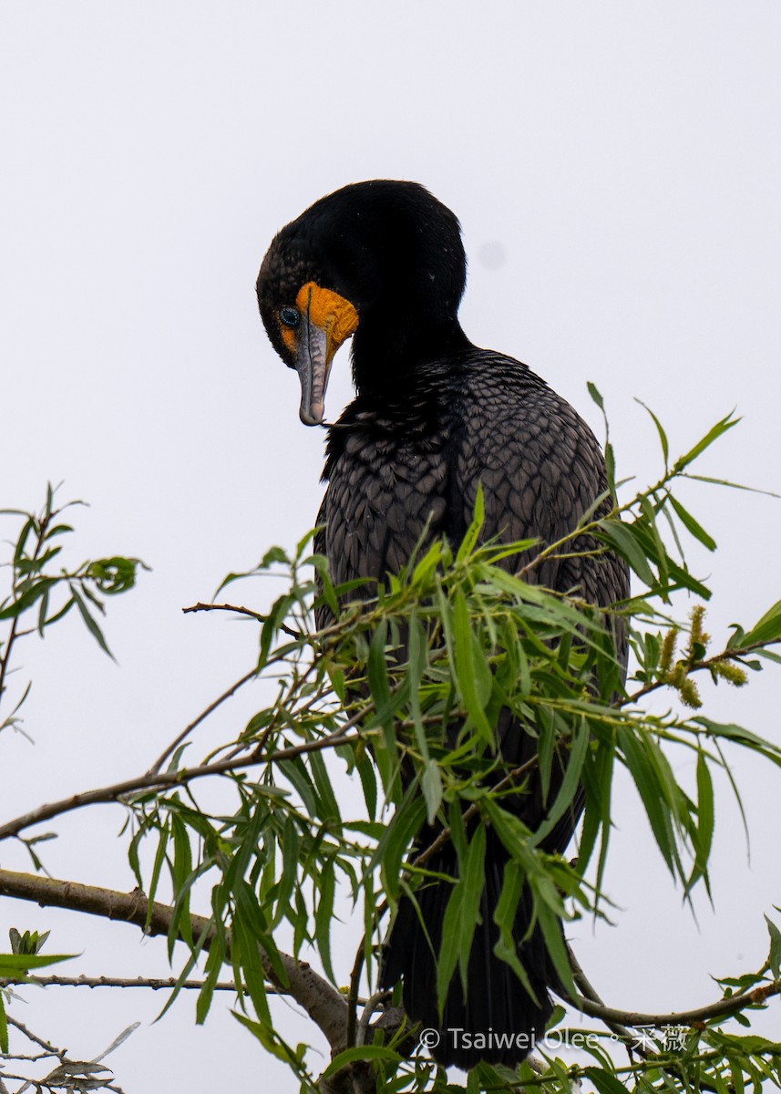 Double-crested Cormorant - Tsaiwei Olee