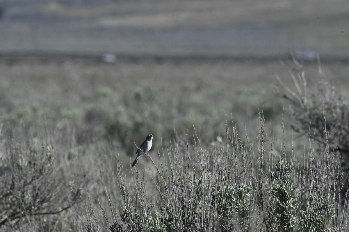 Brewer's Sparrow - ML618854766