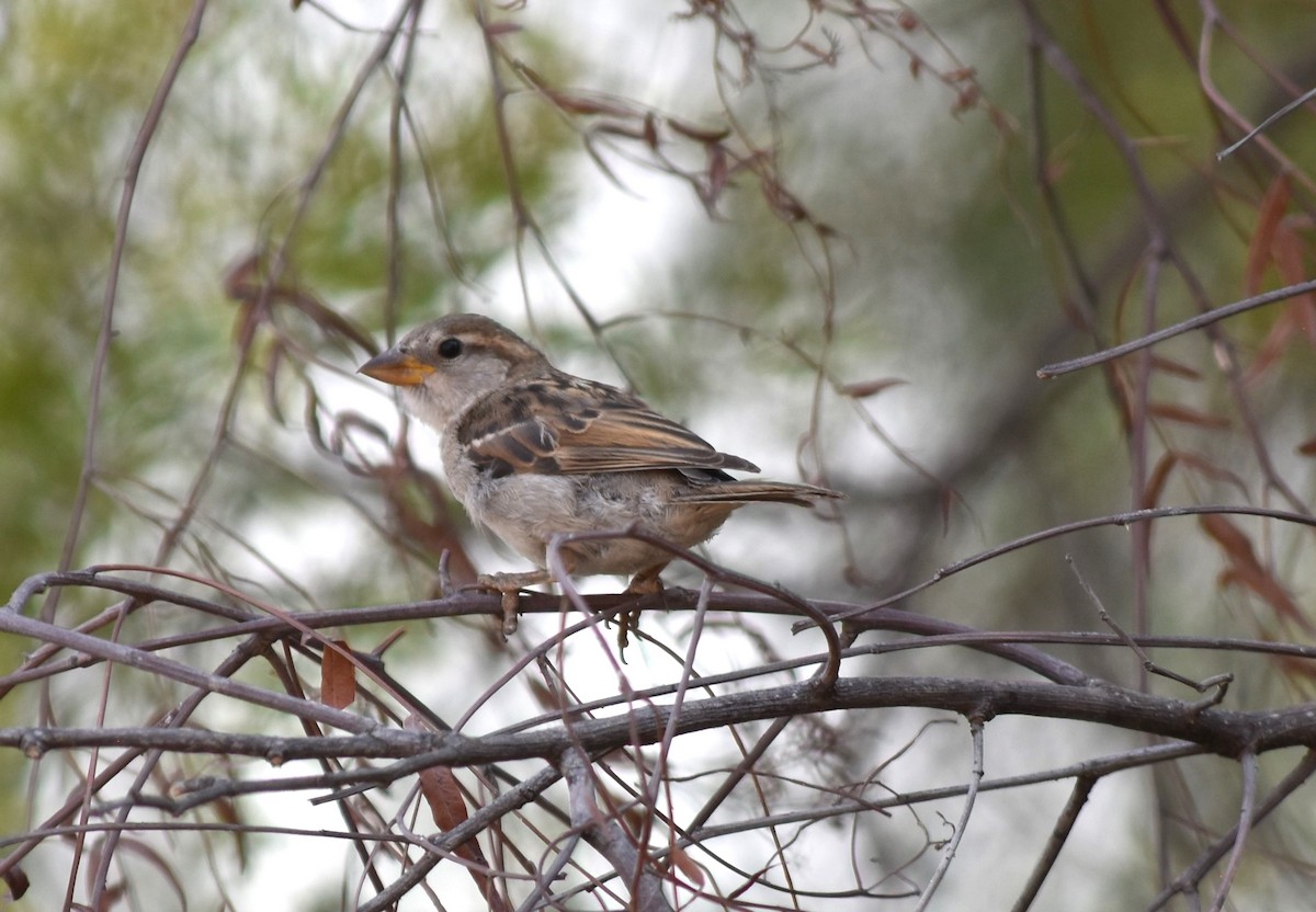 House Sparrow - Maria G. Price