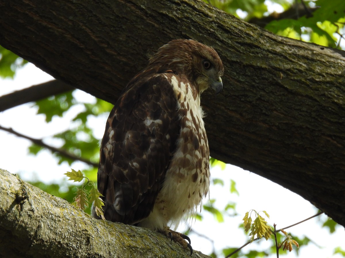 Red-tailed Hawk - Kristina Beeby Curtis