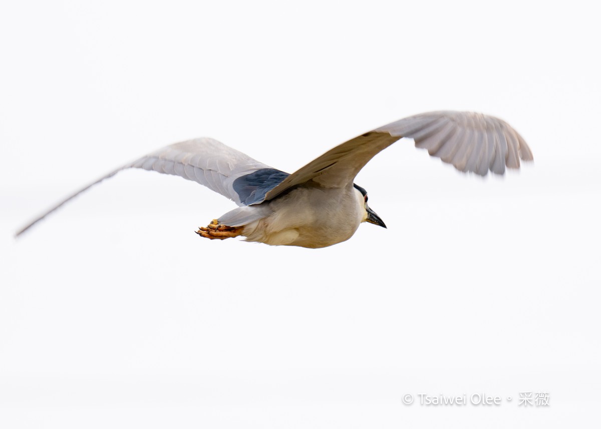 Black-crowned Night Heron - Tsaiwei Olee