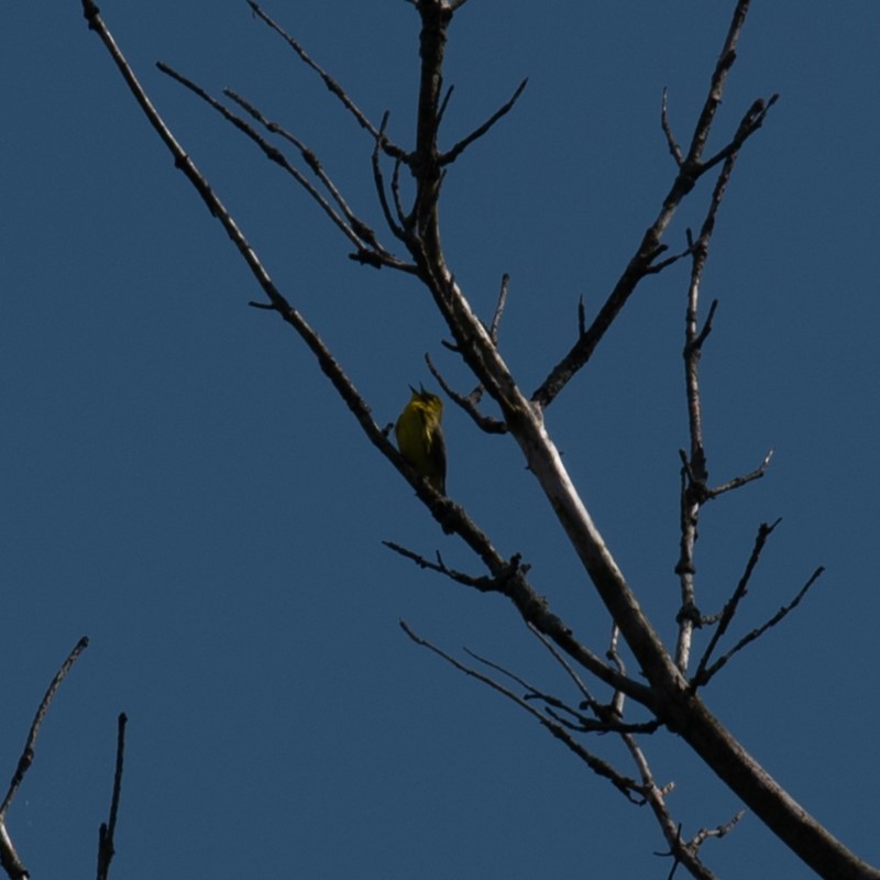 Prairie Warbler - William Pixler