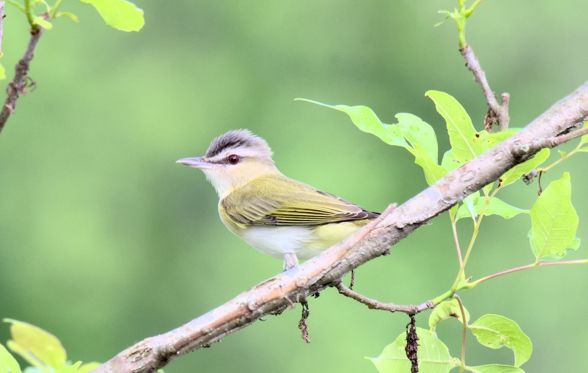 Red-eyed Vireo - Rickey Shive