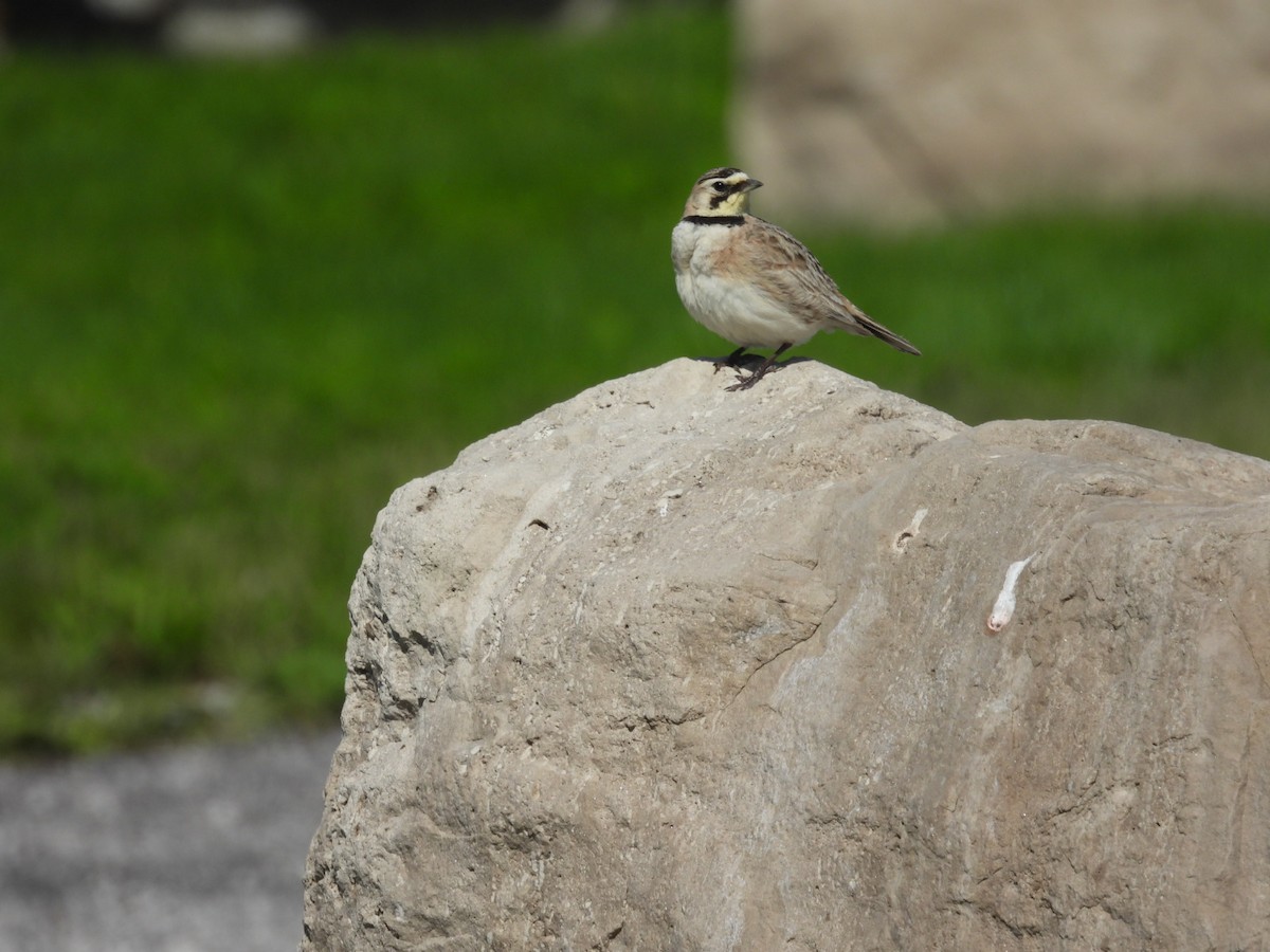 Horned Lark - Beth Lenoble