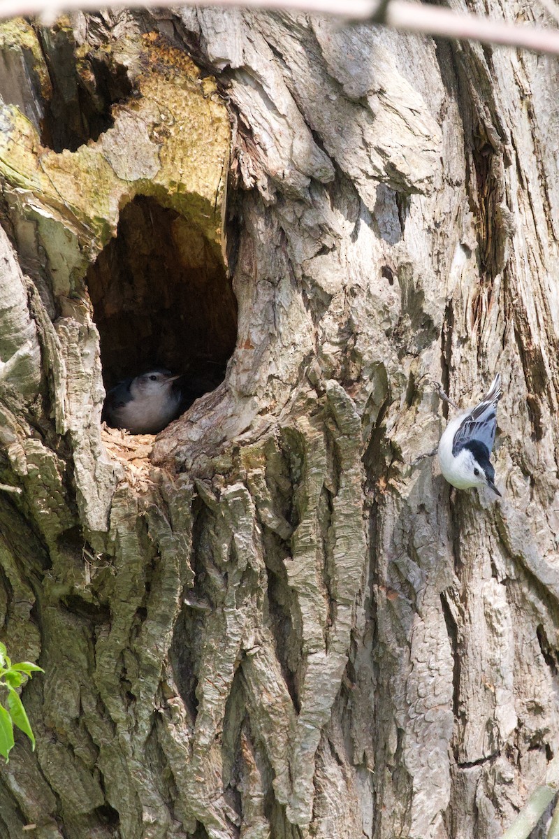 White-breasted Nuthatch - Mathias & Sharon Mutzl