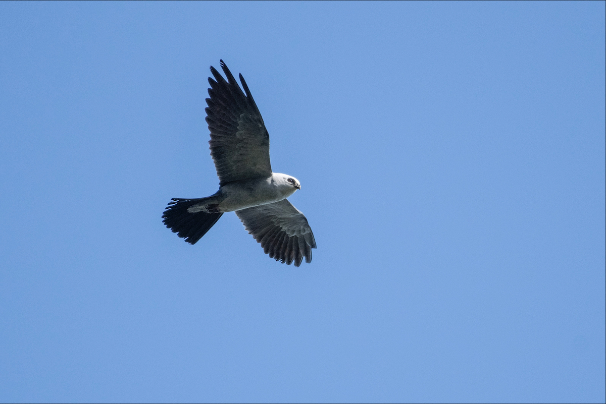 Mississippi Kite - Lauren Davies