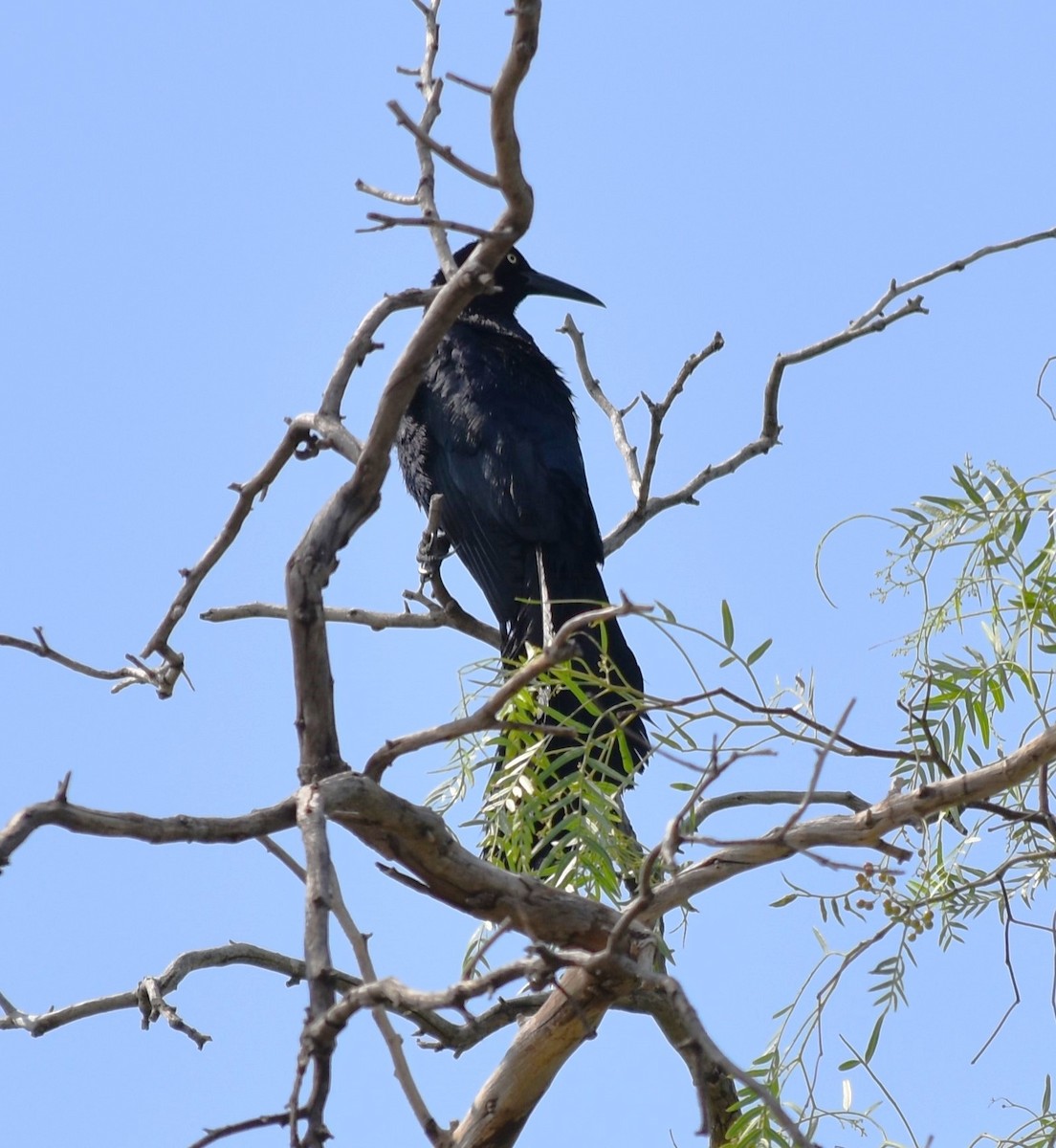 Great-tailed Grackle - Maria G. Price