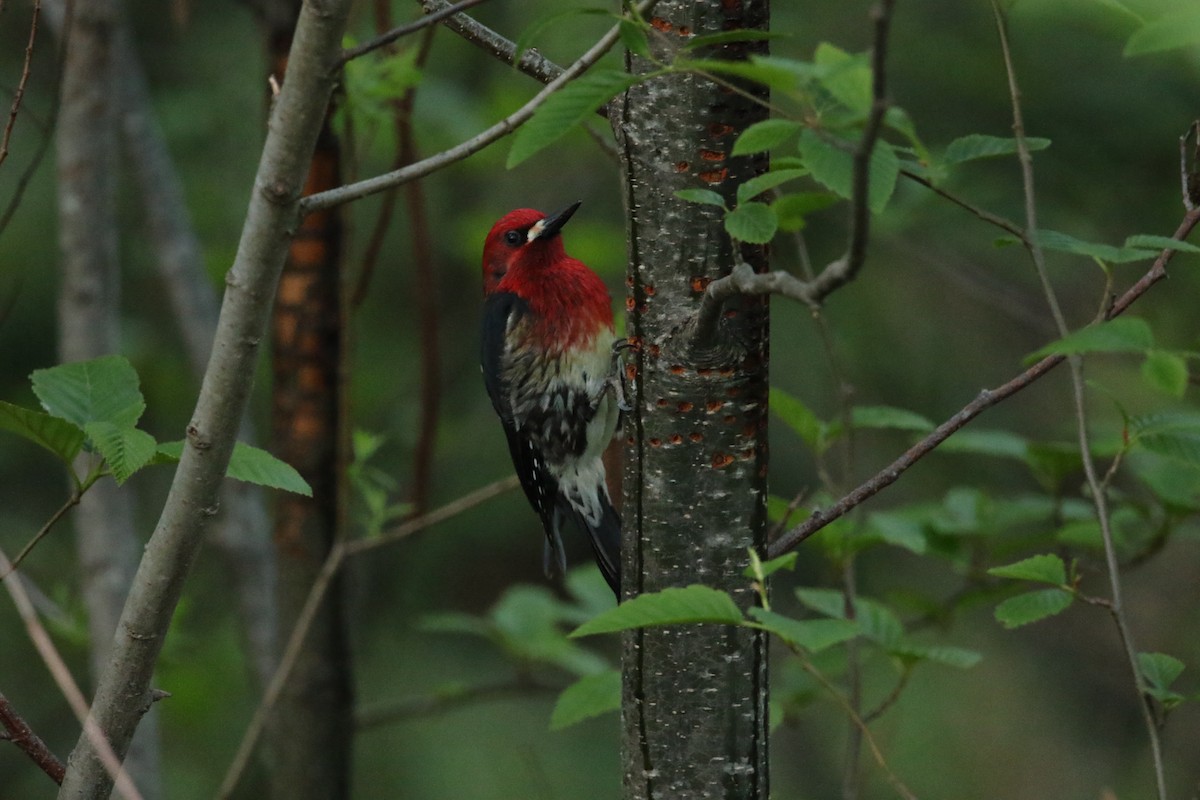 Pic à poitrine rouge - ML618854845