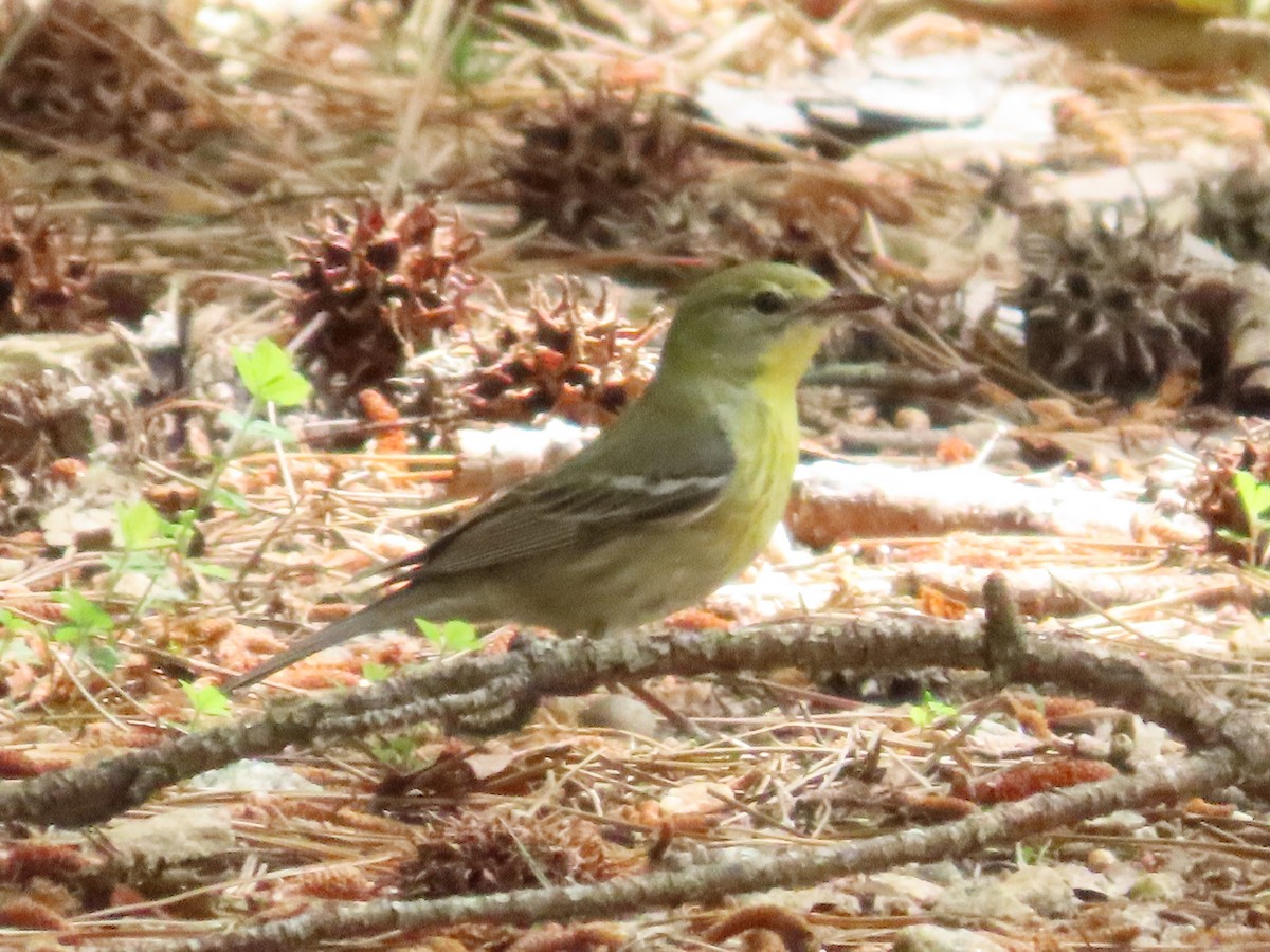 Pine Warbler - Teresa Noel