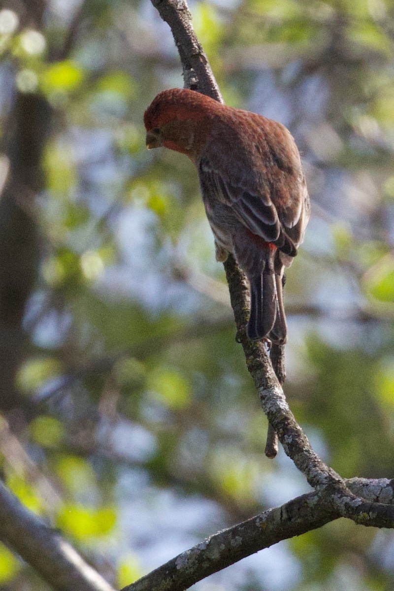 House Finch - Mathias & Sharon Mutzl