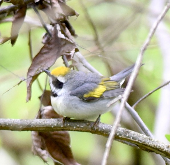 Golden-winged Warbler - ML618854856