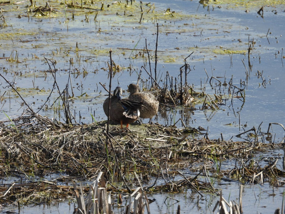 Blue-winged Teal - Beth Lenoble