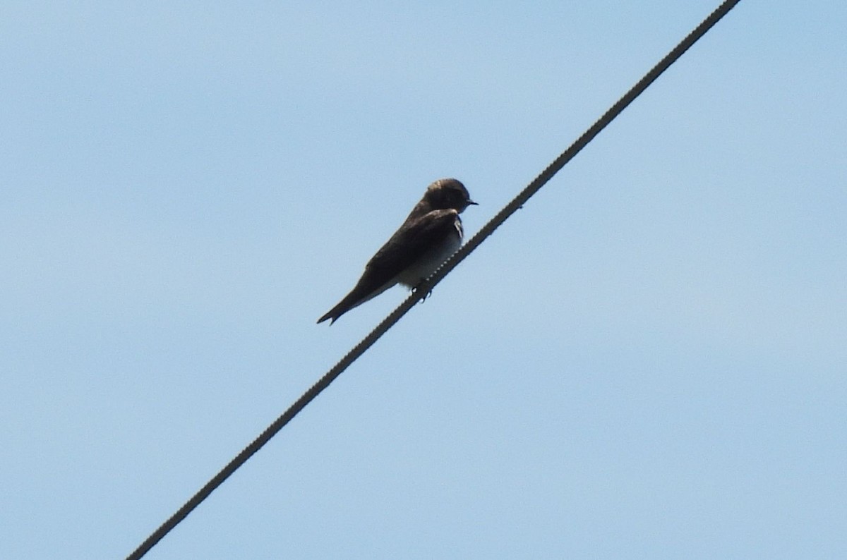 Northern Rough-winged Swallow - ML618854871