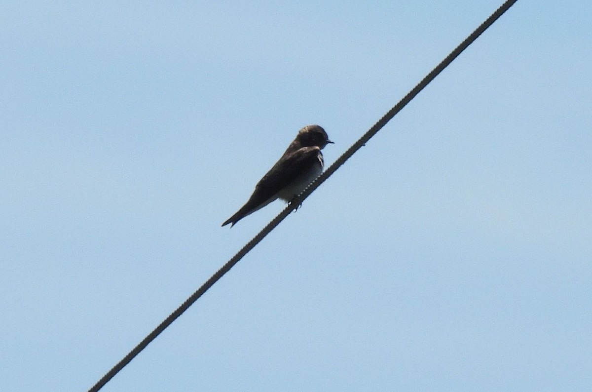 Golondrina Aserrada - ML618854871