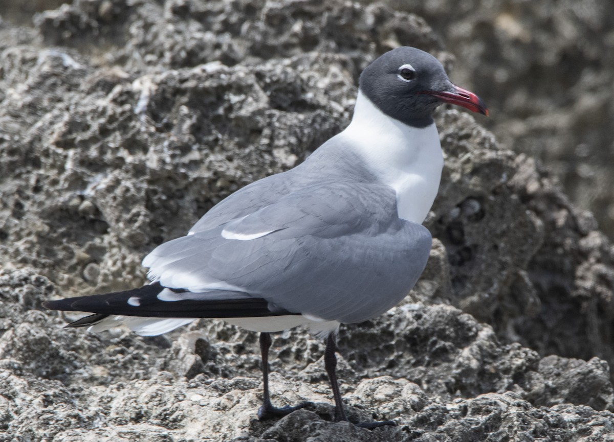 Laughing Gull - Denny Swaby