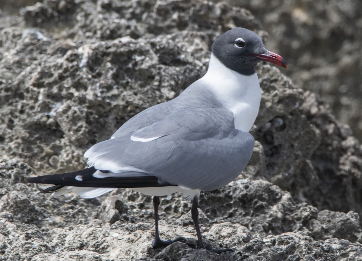 Laughing Gull - ML618854873