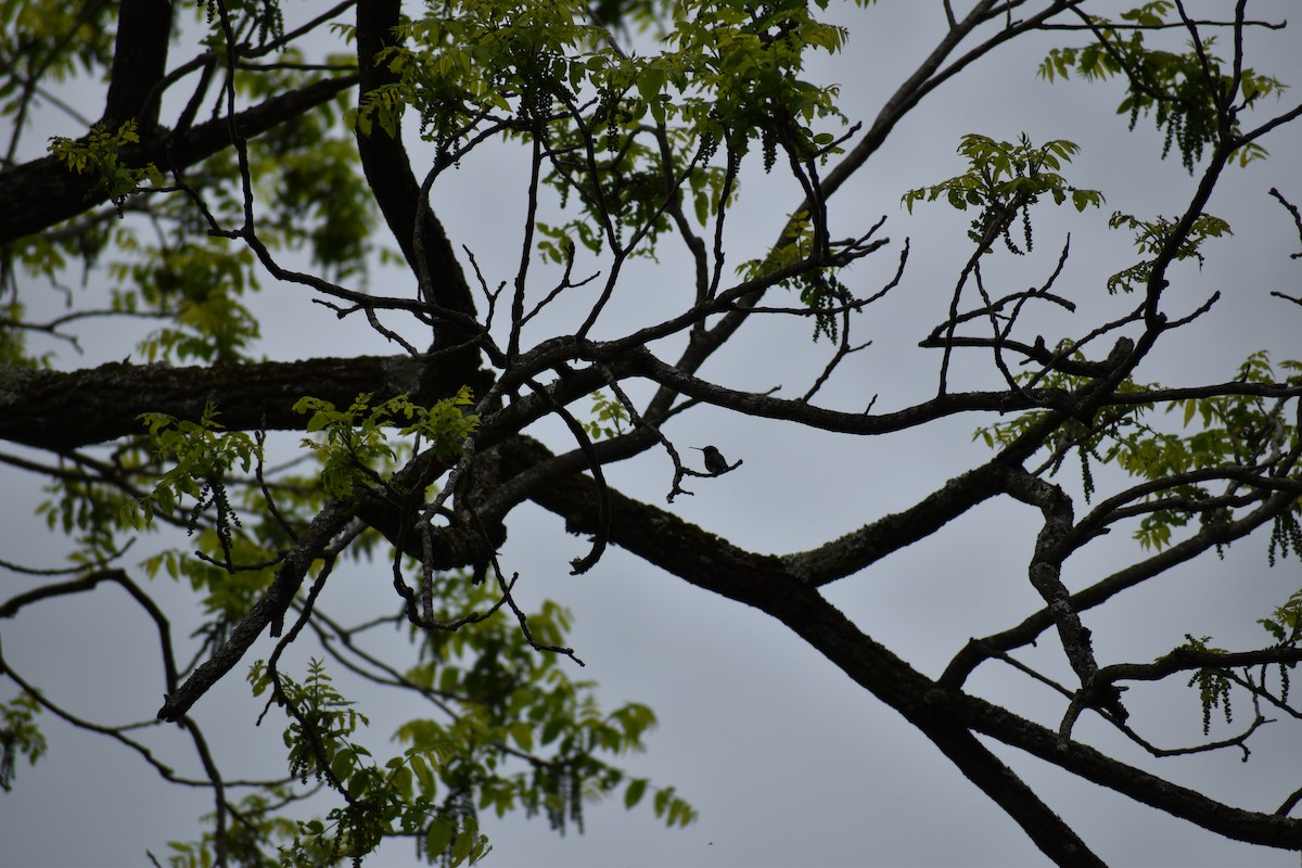 Ruby-throated Hummingbird - Tracie Fitzgerald