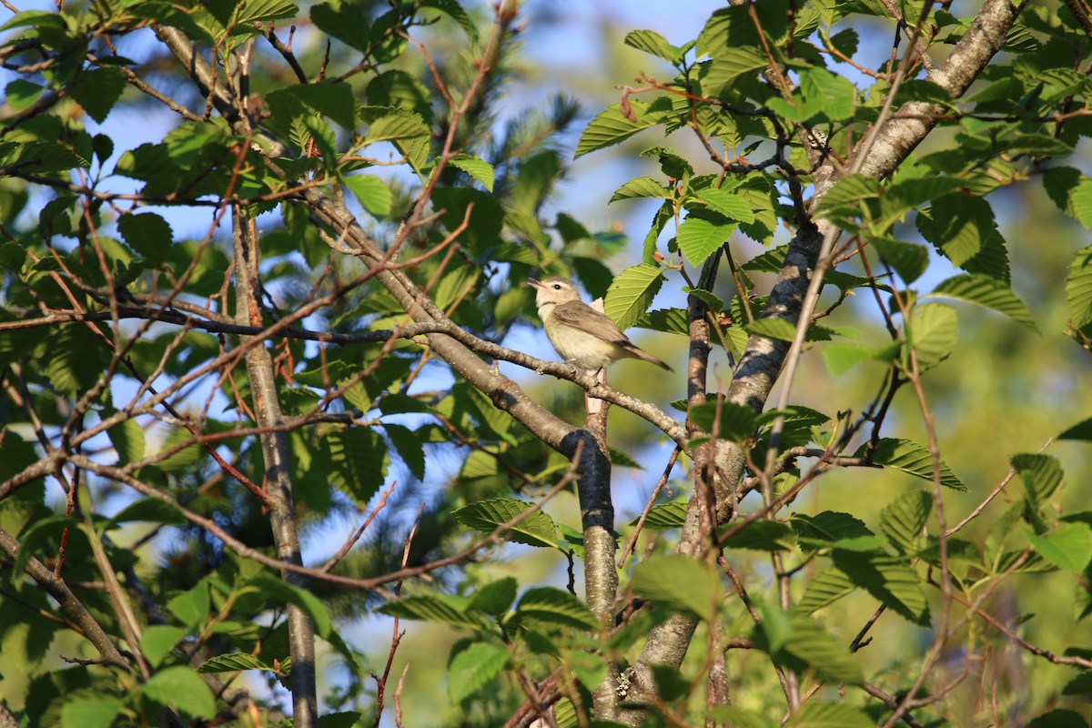 Warbling Vireo - Adam Ross