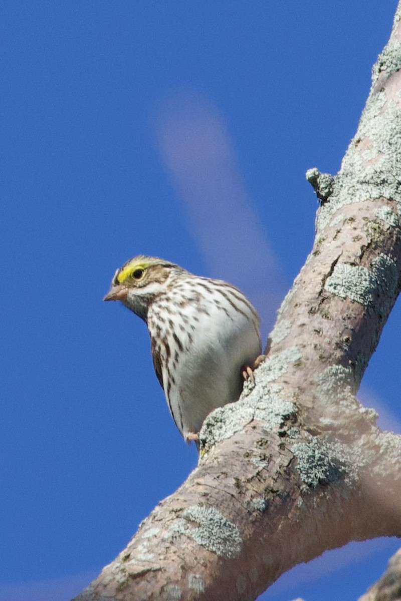 Savannah Sparrow - Mathias & Sharon Mutzl