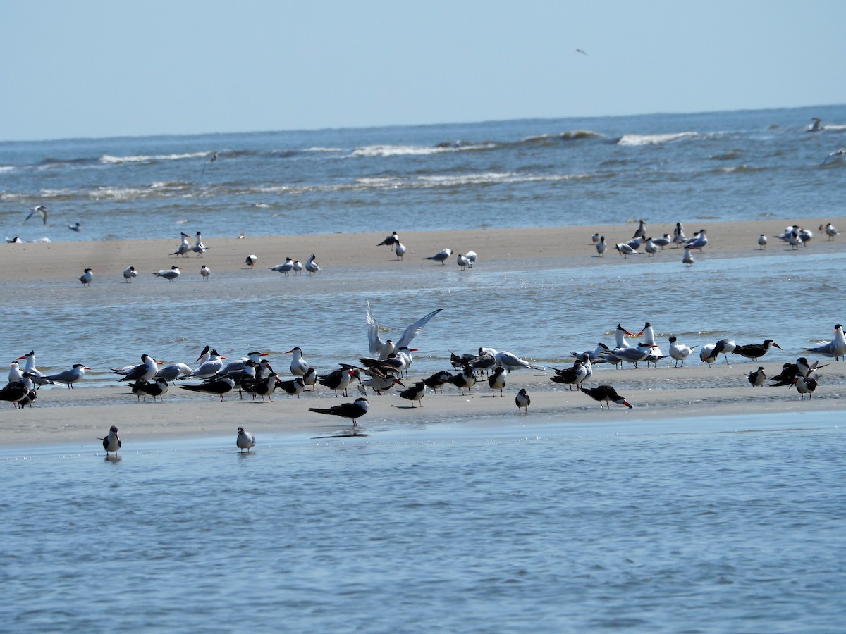 Black Skimmer - Andre Coquerel