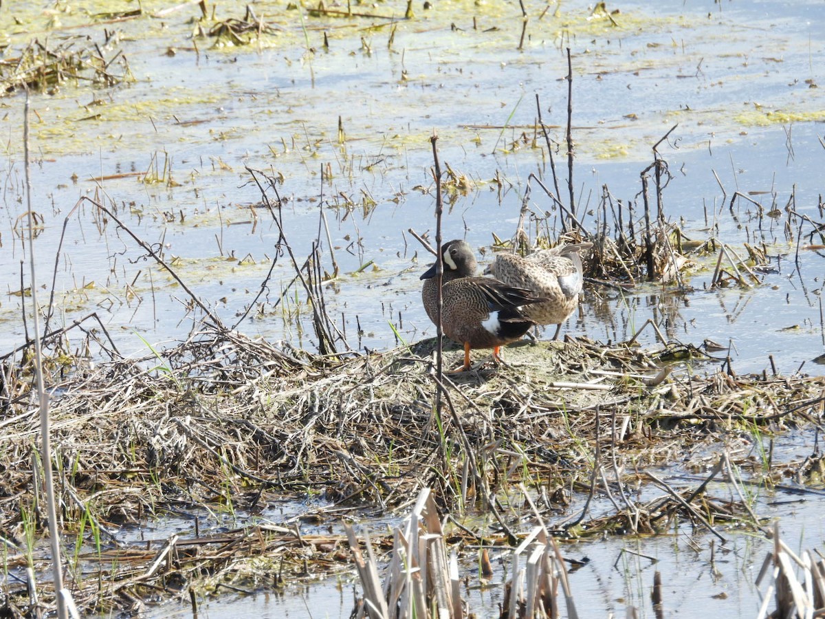 Blue-winged Teal - Beth Lenoble