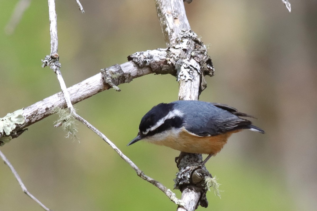 Red-breasted Nuthatch - Margaret Viens