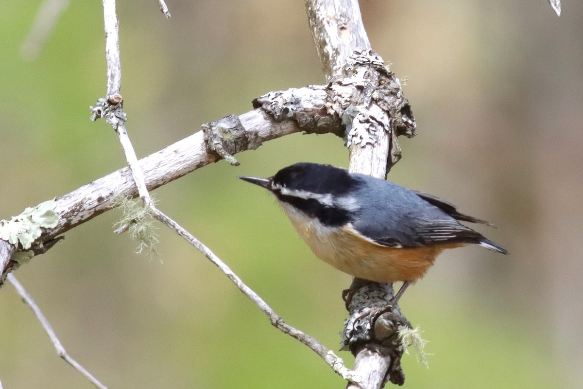 Red-breasted Nuthatch - Margaret Viens