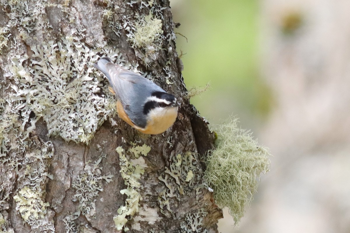 Red-breasted Nuthatch - Margaret Viens