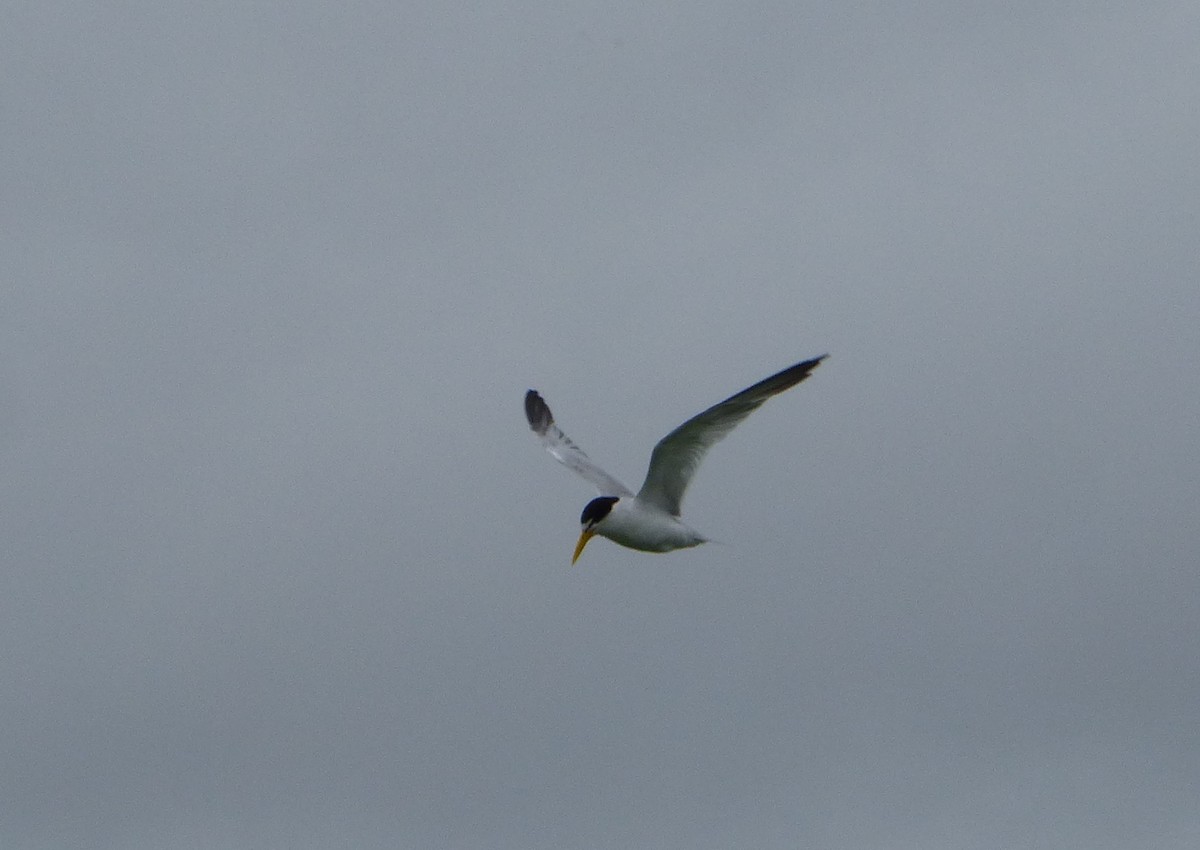 Yellow-billed Tern - ML618854903