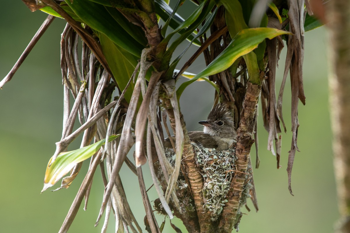 Yellow-bellied Elaenia - John Ramírez Núñez