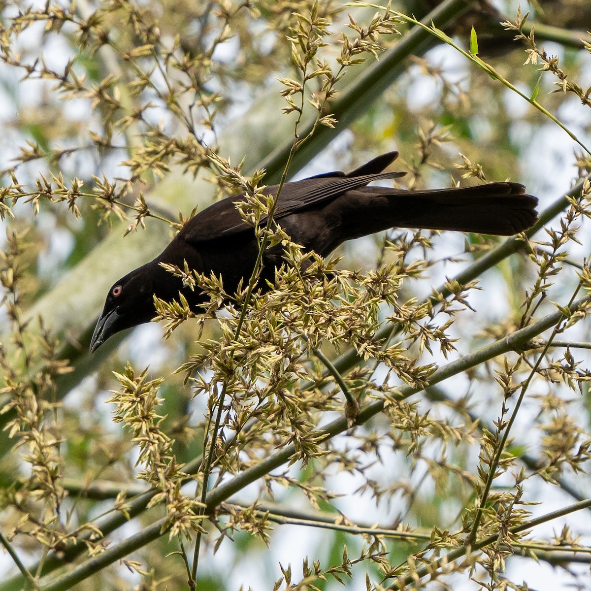 Giant Cowbird - ML618854922