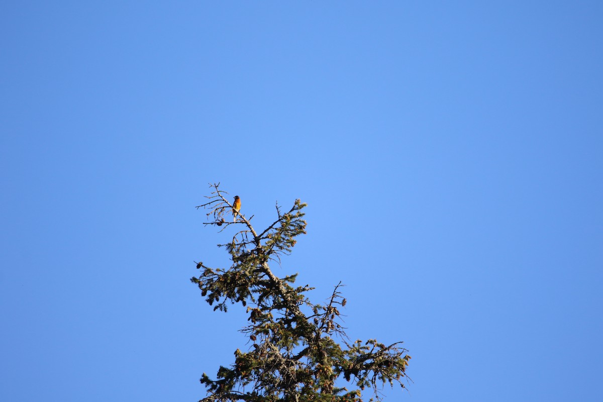 Black-headed Grosbeak - Adam Ross