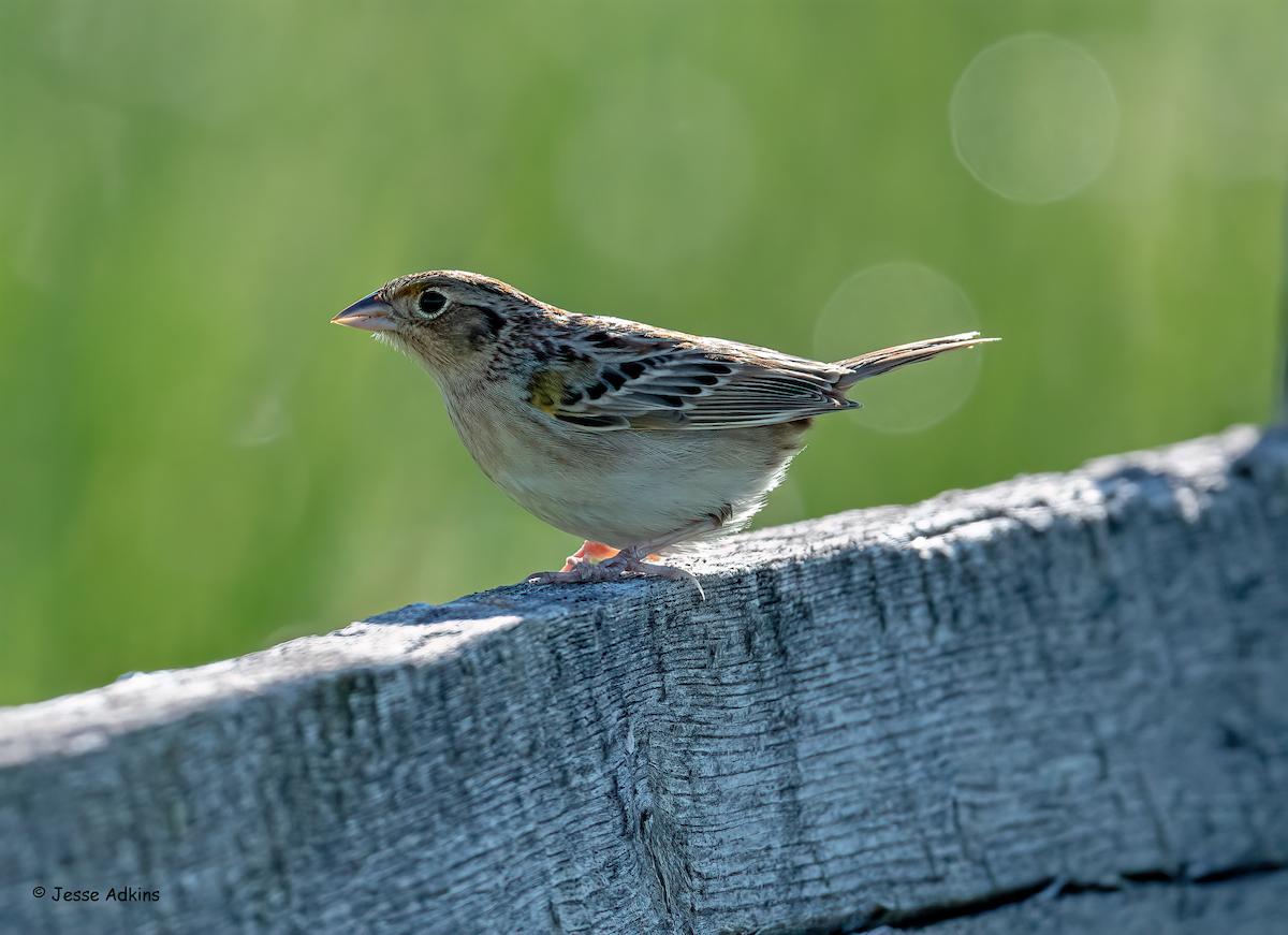 Grasshopper Sparrow - Jesse Adkins