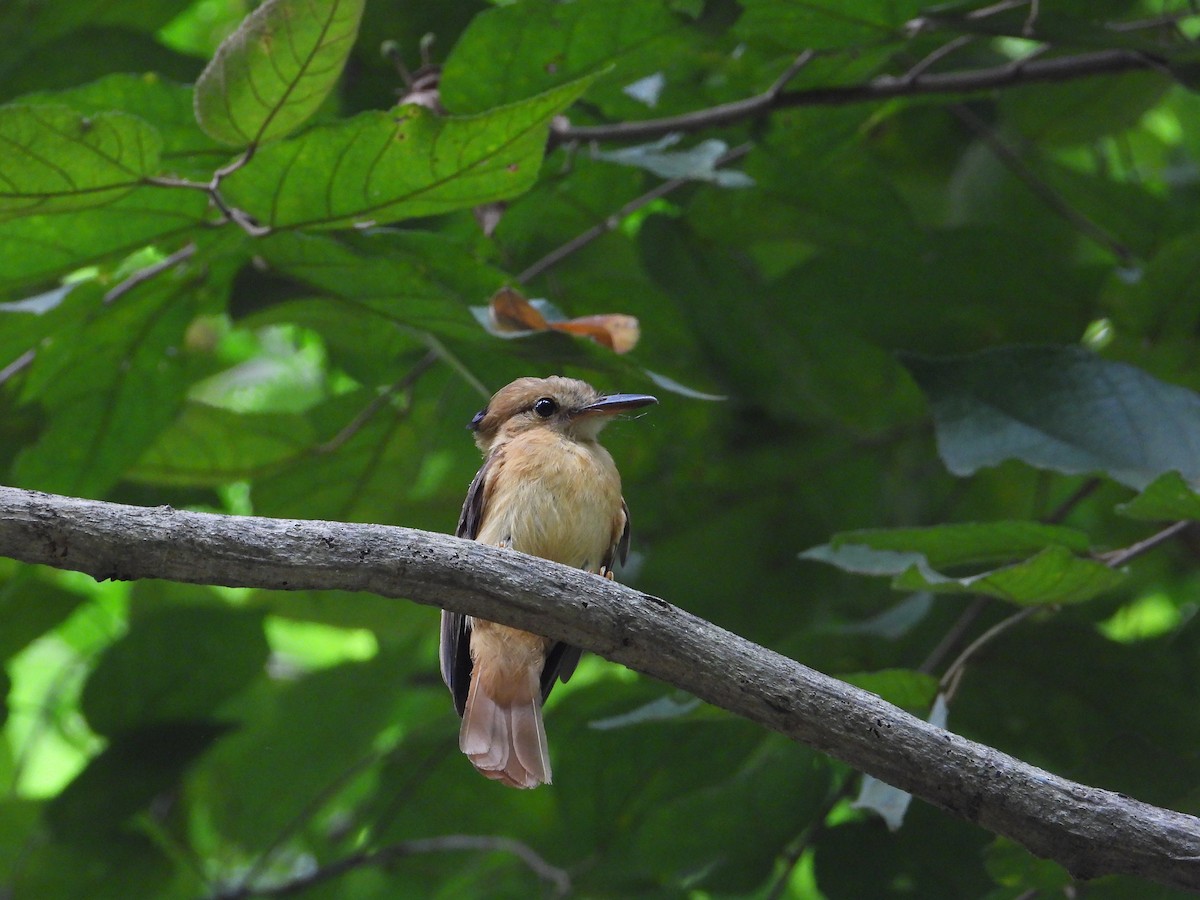 Tropical Royal Flycatcher (Pacific) - ML618854934