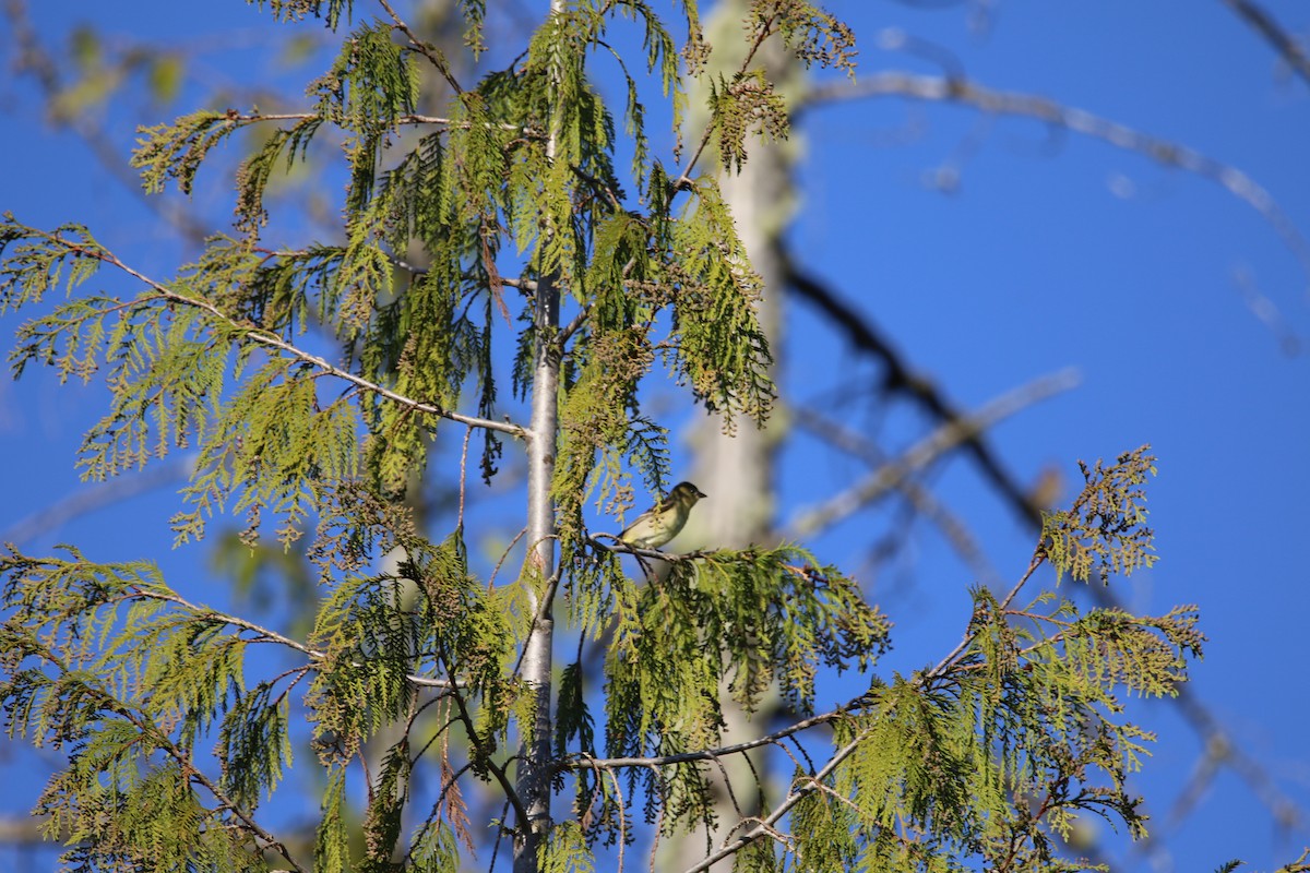 Western Tanager - Adam Ross