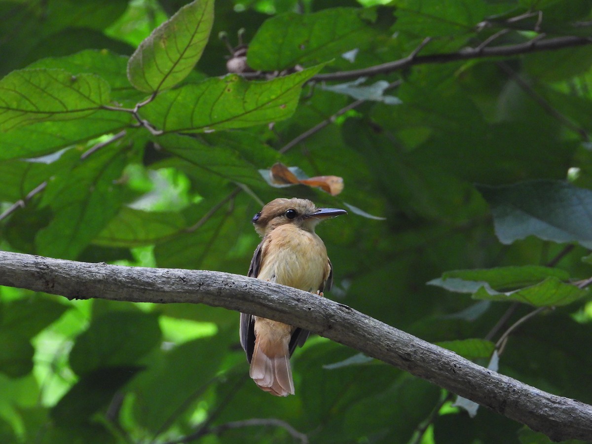 Tropical Royal Flycatcher (Pacific) - ML618854936