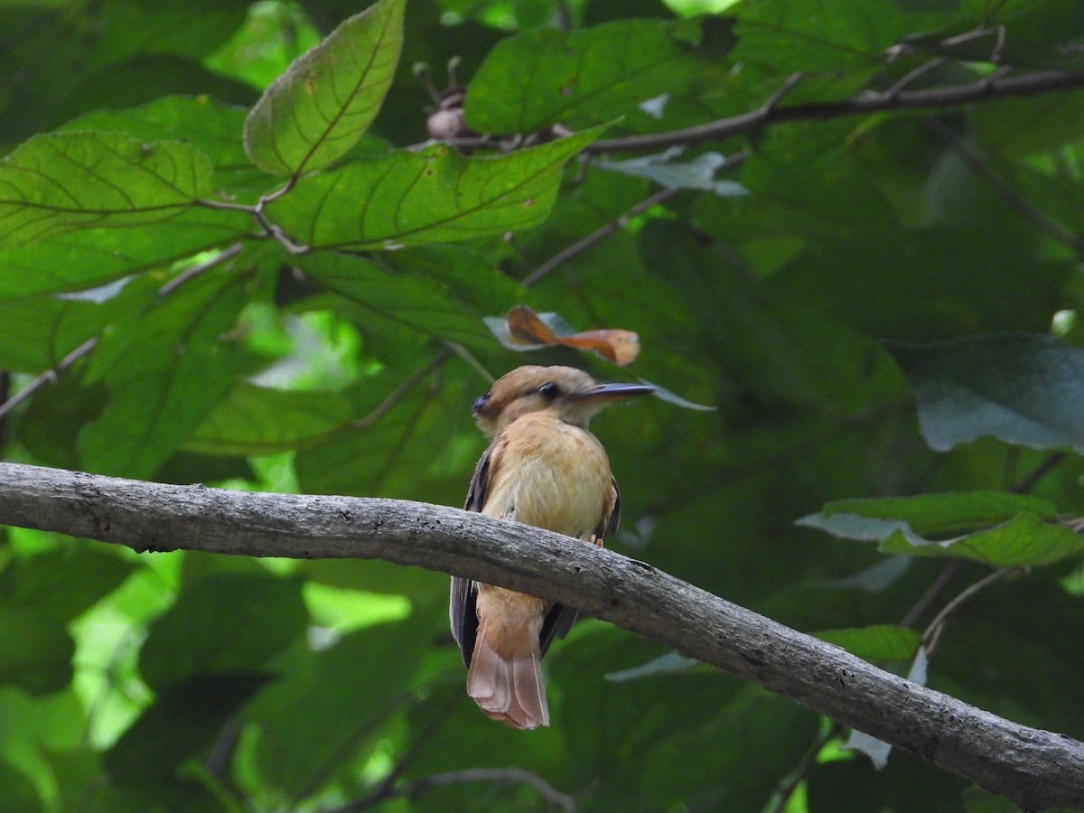 Tropical Royal Flycatcher (Pacific) - ML618854937