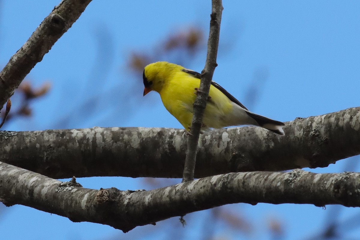 American Goldfinch - ML618854938