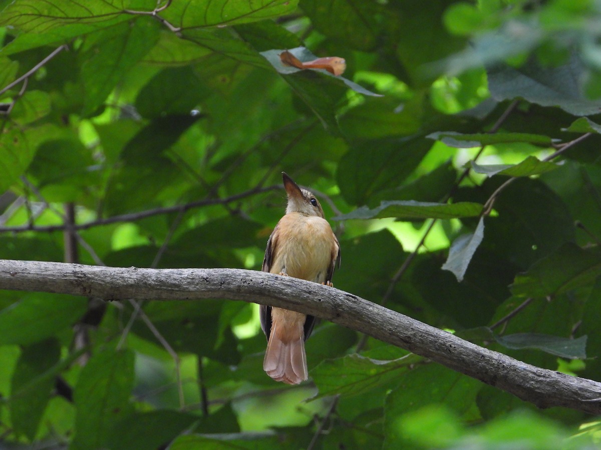 Tropical Royal Flycatcher (Pacific) - ML618854939