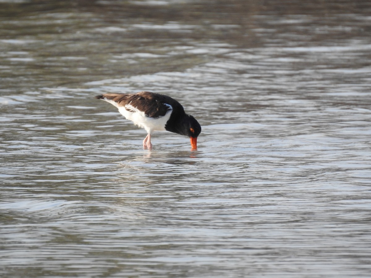 American Oystercatcher - ML618854941