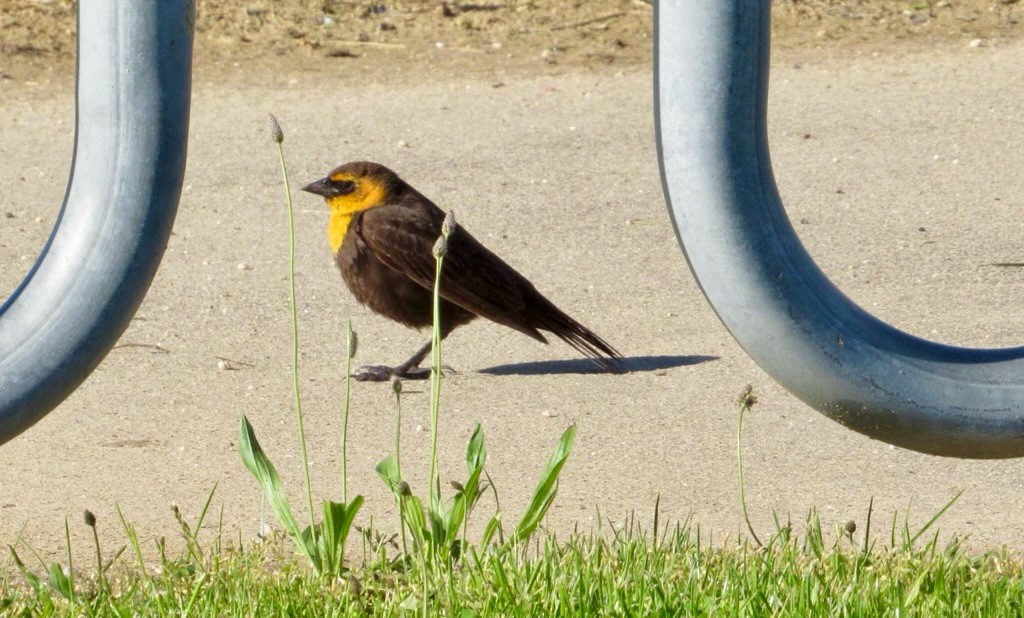 Yellow-headed Blackbird - ML618854942