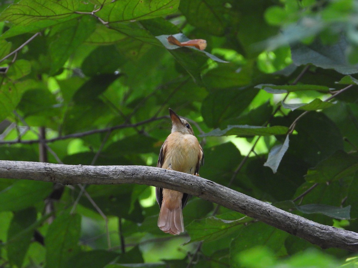 Tropical Royal Flycatcher (Pacific) - ML618854943