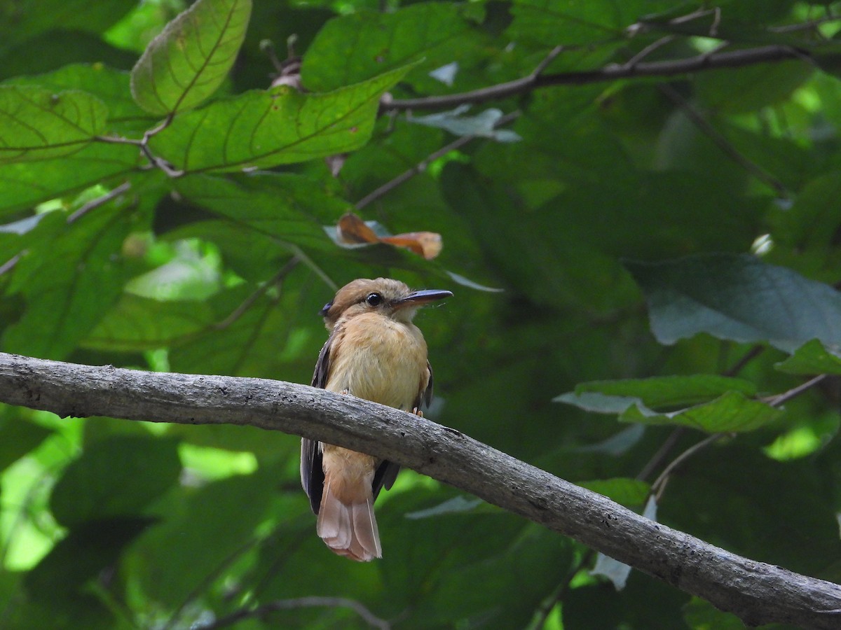 Tropical Royal Flycatcher (Pacific) - ML618854944