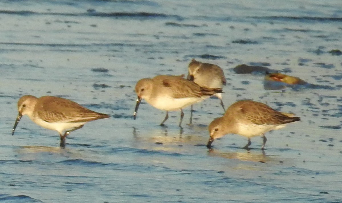 Dunlin - Jeffrey C and Teresa B Freedman