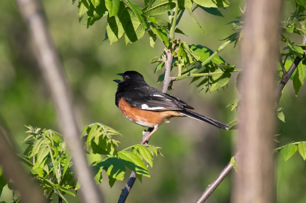 Eastern Towhee - William Pixler