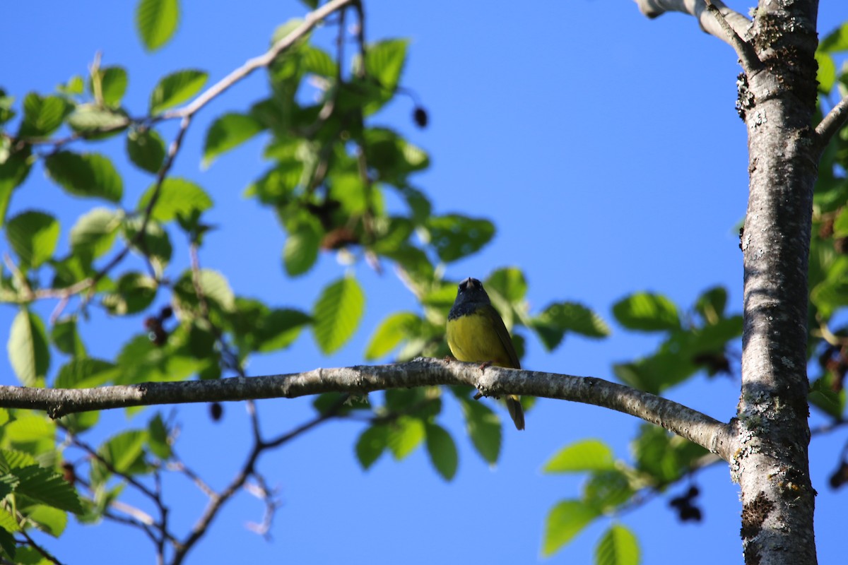 MacGillivray's Warbler - Adam Ross