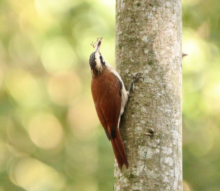 Narrow-billed Woodcreeper - Rubélio Souza