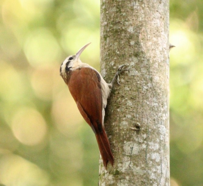 Narrow-billed Woodcreeper - Rubélio Souza