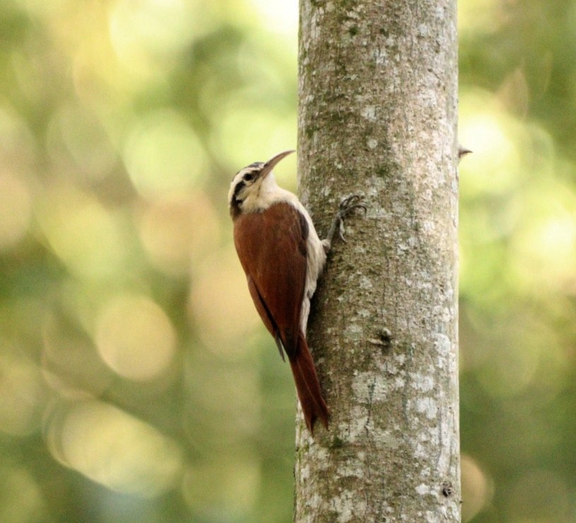 Narrow-billed Woodcreeper - Rubélio Souza