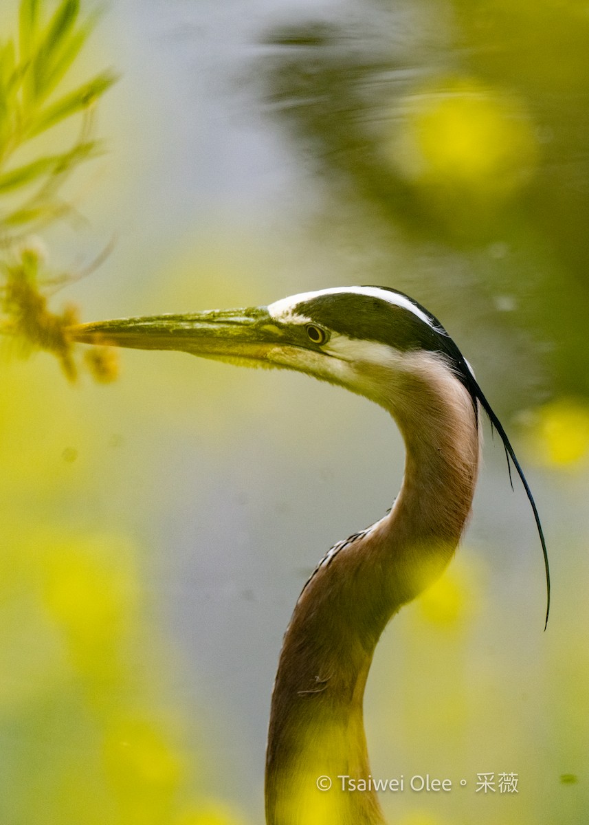 Great Blue Heron - Tsaiwei Olee